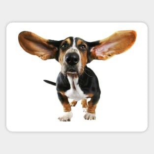 Basset Hound - BigEars Magnet